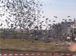 Trucos para el hogar: el uso del papel de aluminio que ayuda a espantar las aves del balcón o del hogar Trucos para el hogar: el uso del papel de aluminio que ayuda a espantar las aves del balcón o del hogar