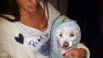 mendoza: desvalijaron la casa de familiares del papa y se llevaron hasta el perro mendoza: desvalijaron la casa de familiares del papa y se llevaron hasta el perro