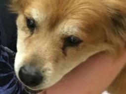 Che, el perro que rescató a su dueña de un incendio. Che, el perro que rescató a su dueña de un incendio.