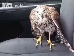 Un águila busca refugio del huracán en un taxi Un águila busca refugio del huracán en un taxi