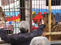 VIDEO: Fue mordido por un tigre luego de meter la mano en la jaula