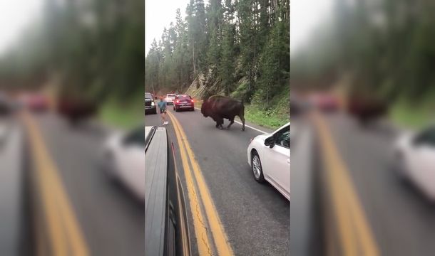 El hombre pretendió hacerle frente a un bisonte en Yellowstone
