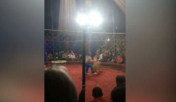 VIDEO: Una leona atacó a una nena de tres años en un circo de Rusia