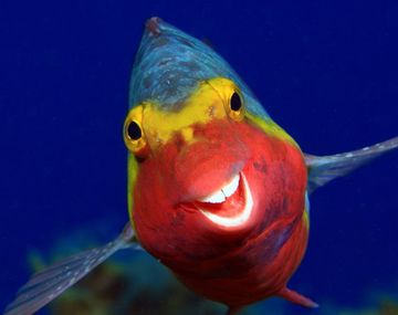 Las fotos de animales más sorprendentes y divertidas que vas a ver este año