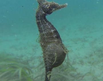 Caballito de mar macho dando a luz a sus crías
