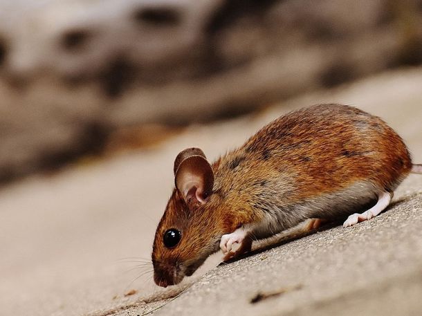 Hantavirus: una nena de 10 años murió en la provincia de Buenos Aires
