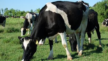 El gobierno firmó un convenio para impulsar la sostenibilidad del sector lechero. El gobierno firmó un convenio para impulsar la sostenibilidad del sector lechero.