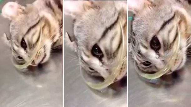 Un gato exhausto llora en la mesa del veterinario tras ser rescatado de la calle