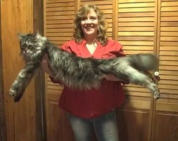 Murió Stewie, el gato más largo del mundo