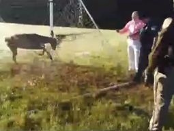 Ciervo se enredó en un arco de fútbol