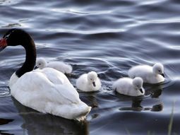 El MGAP detectó un nuevo foco de gripe aviar en Uruguay. El MGAP detectó un nuevo foco de gripe aviar en Uruguay.
