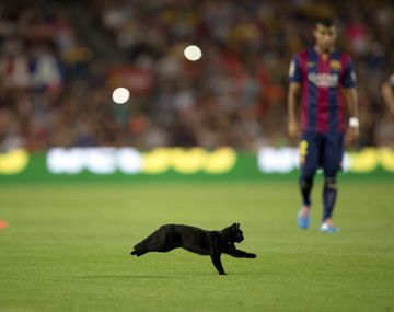 ¿Presagio? Un gato negro irrumpió en el debut del Barcelona en la Liga Española