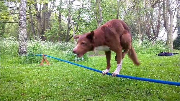 En la cuerda floja: este perro mostró sus habilidades para hacer equilibrio