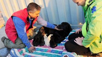 emotivo rescate de nueve cachorros durante el incendio de valparaiso emotivo rescate de nueve cachorros durante el incendio de valparaiso