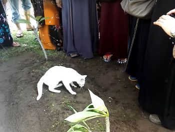 Un gato se niega a dejar una tumba en un funeral en Malasia