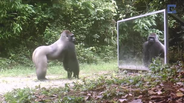 Espejito, espejito: estos animales quedaron embelesados con su reflejo