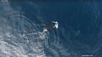 Capturan con un drone el momento justo en el que una ballena se come a un tiburón Capturan con un drone el momento justo en el que una ballena se come a un tiburón