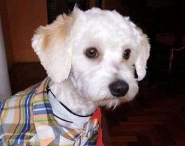 España: quisieron sacrificar o deportar a su perro en el aeropuerto