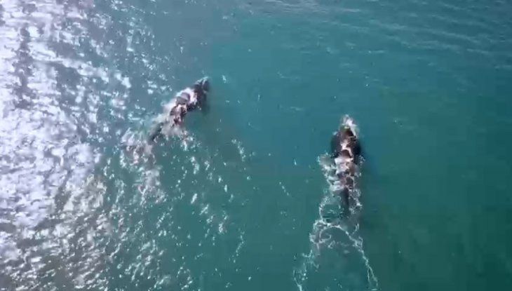 VIDEO: Maravillosas imágenes de ballenas en Chubut