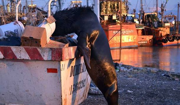 El truco de un lobo marino al ser descubierto comiendo camarones