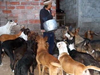Una abuela vive con 32 perros que rescató de la calle