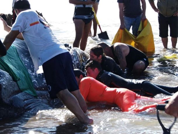 Cientos de vecinos intentan devolver al mar a la ballena encallada