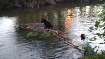Rescataron a una perra de un arroyo - Crédito: La Mañana de Neuquén Rescataron a una perra de un arroyo - Crédito: La Mañana de Neuquén
