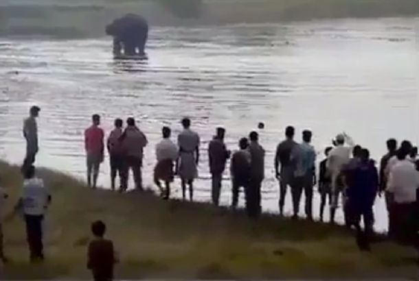 VIDEO: provocaron a una manada de elefantes y todo terminó de la peor forma