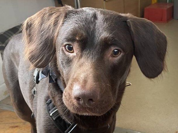 Coco: la historia del primer perro tratado por alcoholismo