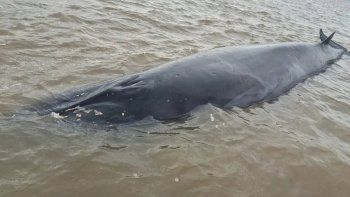 Una ballena encalló en el Río de la Plata a la altura de San Isidro Una ballena encalló en el Río de la Plata a la altura de San Isidro