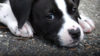 perro Wall-e perro Wall-e