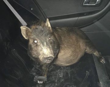 No sé qué hacer: el pedido de auxilio de un hombre porque un cerdo lo perseguía