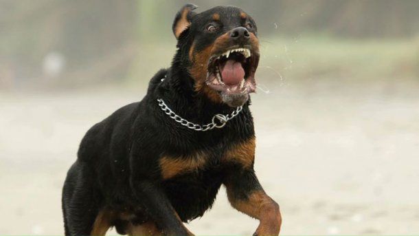 Rottweiler - Imagen ilustrativa