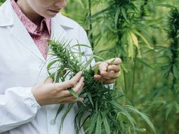 ¿Cuáles son los requisitos para la siembra y cultivo de marihuana en la Argentina?