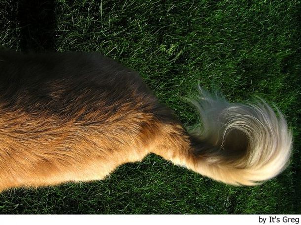 ¿Los perros mueven la cola porque están contentos?