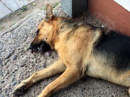 Tommy murió tras ser atropellado en Neuquén Tommy murió tras ser atropellado en Neuquén