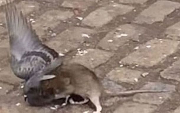 VIDEO: Mirá la pelea entre una rata y una paloma