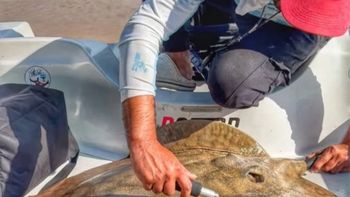 Científicos del CONICET detectan el mayor desplazamiento de una raya gigante en el río Paraná Científicos del CONICET detectan el mayor desplazamiento de una raya gigante en el río Paraná