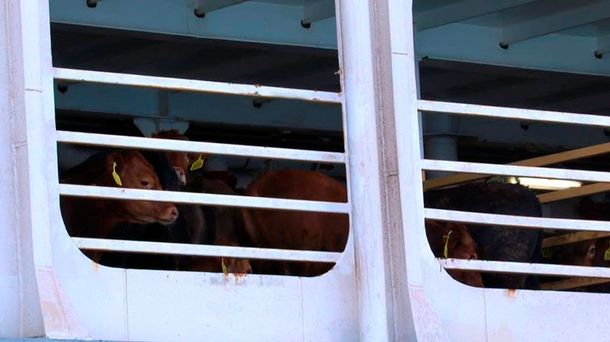 Preocupación por un barco varado en Australia con 13 mil animales adentro