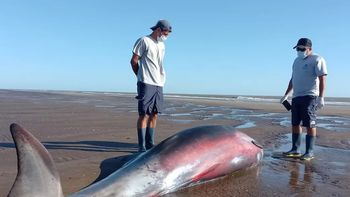 sorpresa en san clemente por la aparicion de un extrano cetaceo sorpresa en san clemente por la aparicion de un extrano cetaceo