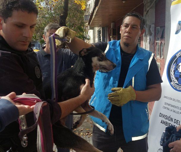 Maltrato animal: rescataron dos perros en Boedo