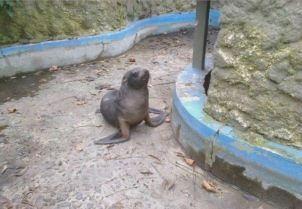 Encontró un lobo marino en la costa y lo llevó en remís al zoológico