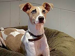 demandaran a gran hermano por la tenencia de arturo: la palabra de los rescatistas demandaran a gran hermano por la tenencia de arturo: la palabra de los rescatistas