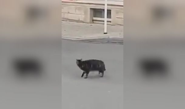 Un gato quiso cazar a un ratón pero se encontró con una resistencia inesperada
