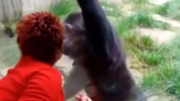 Un zoológico prohibió la entrada a una mujer que tenía una aventura con un chimpancé