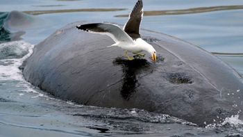 chubut: plan para eliminar gaviotas que ataquen a las ballenas chubut: plan para eliminar gaviotas que ataquen a las ballenas