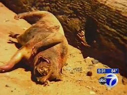 Todavía no saben qué es Todavía no saben qué es