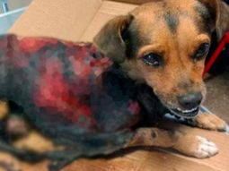 Así la encontraron despellejada a la perrita en Córdoba