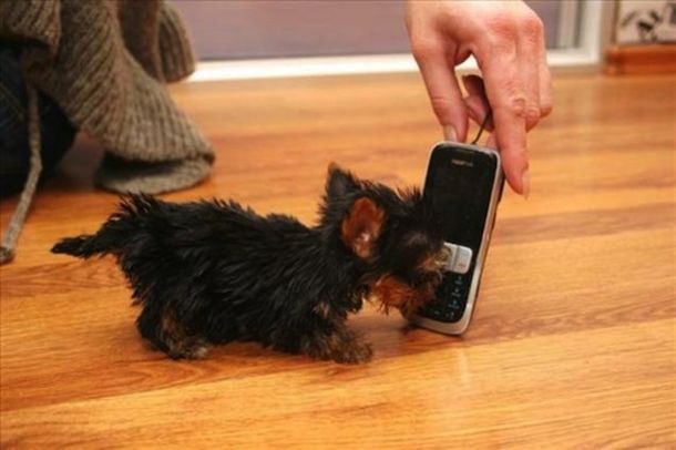 Meyzi, la amenaza para el perro más pequeño del mundo