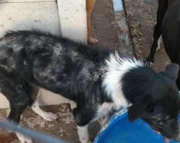 Denuncian a perrera por apilar animales y dejar que se maten